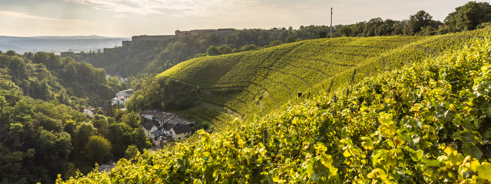 © Rheinland-Pfalz Tourismus GmbH, Dominik Ketz Weinberg hinter Koblenz-Ehrenbreitstein mit Mühlental und Festung Ehrenbreitstein im Hintergrund © Rheinland-Pfalz Tourismus GmbH, Dominik Ketz