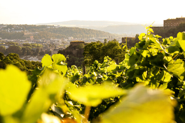 Weinberg hinter Koblenz-Ehrenbreitstein mit Mühlental und Festung Ehrenbreitstein im Hintergrund © Koblenz-Touristik GmbH Weinberg hinter Koblenz-Ehrenbreitstein mit Mühlental und Festung Ehrenbreitstein im Hintergrund © Koblenz-Touristik GmbH