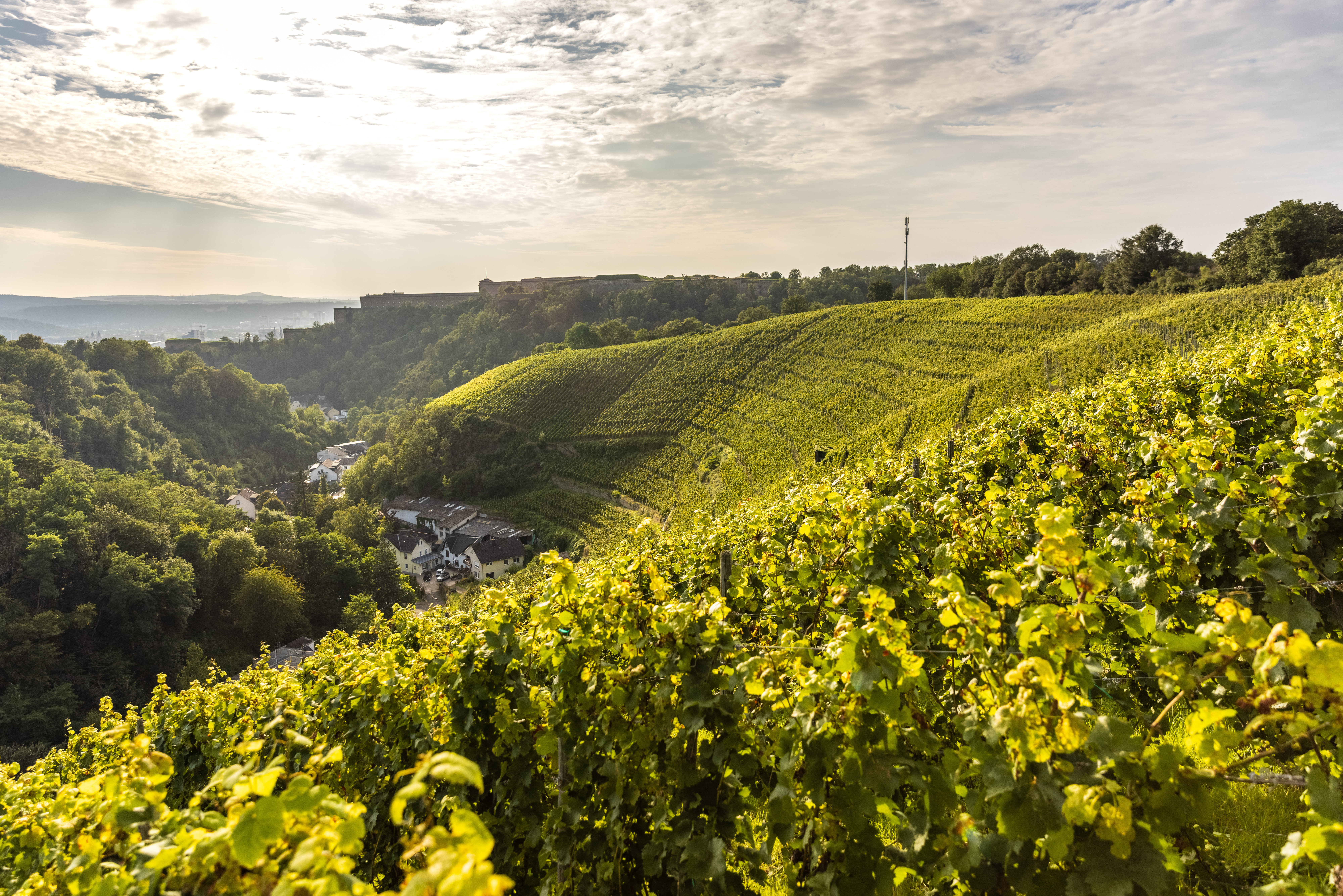 © Rheinland-Pfalz Tourismus GmbH, Dominik Ketz Weinberg hinter Koblenz-Ehrenbreitstein mit Mühlental und Festung Ehrenbreitstein im Hintergrund © Rheinland-Pfalz Tourismus GmbH, Dominik Ketz