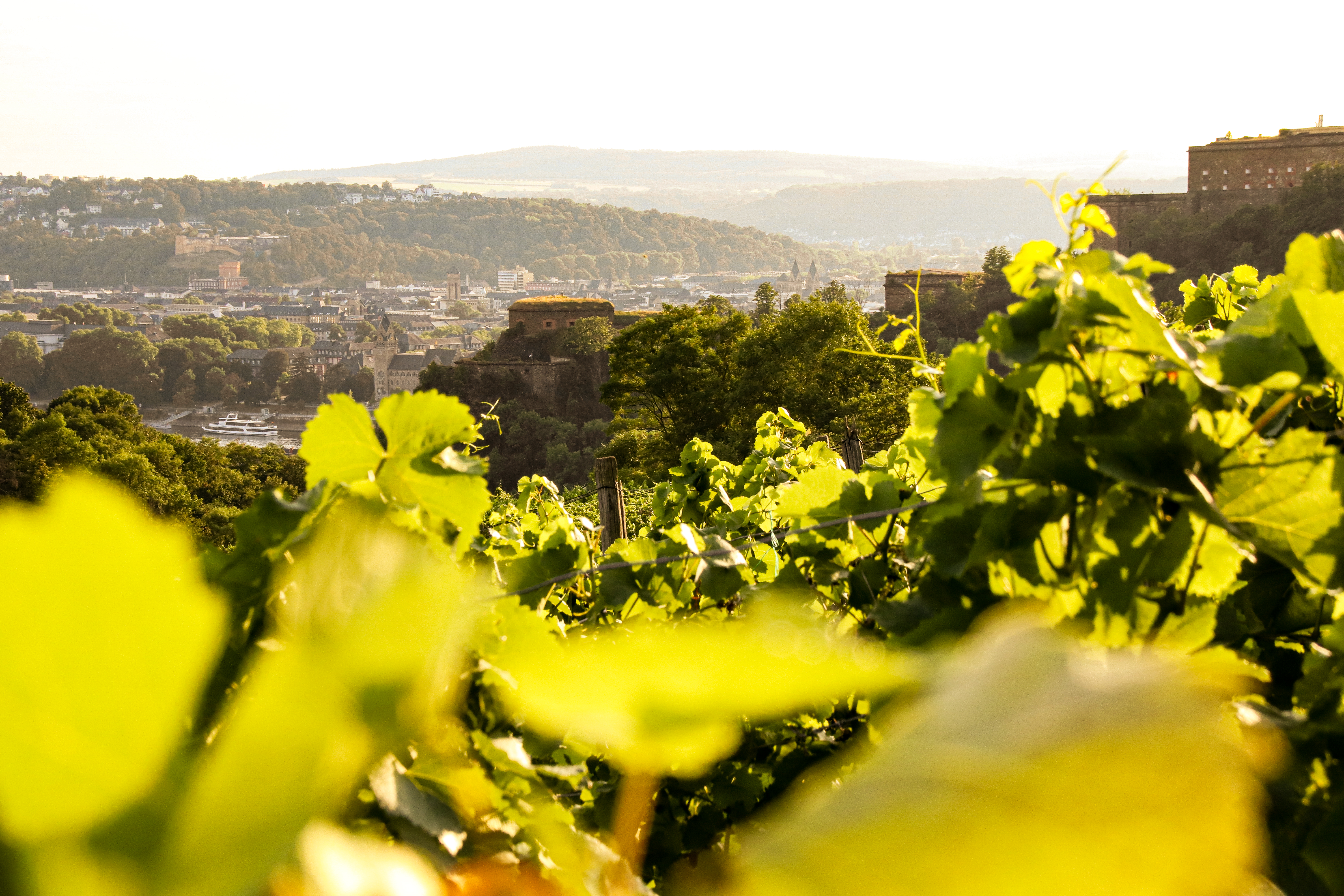 Weinberg Festung Ehrenbreitstein © Koblenz-Touristik GmbH Blick über die Weinberge in Ehrenbreitstein auf die Festung Ehrenbreitstein © Koblenz-Touristik GmbH