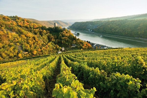 © Weinberg mit Burg Kaub und Rhein im Hintergrund ©